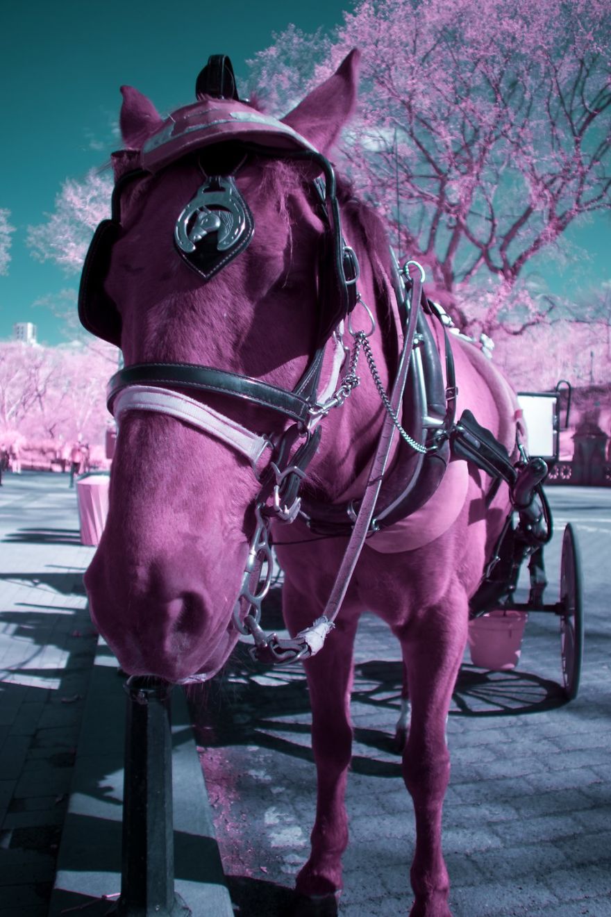 A Recent Infrared Photo Series. Nyc X Ir