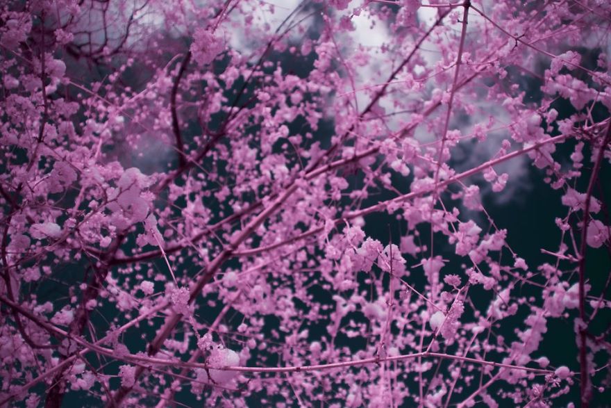 A Recent Infrared Photo Series. Nyc X Ir