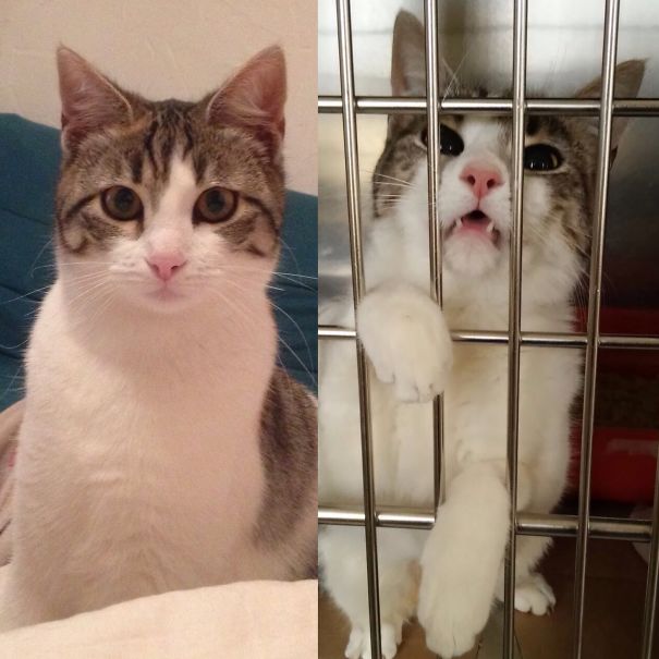 Same Cat, From Cuteness To Evil