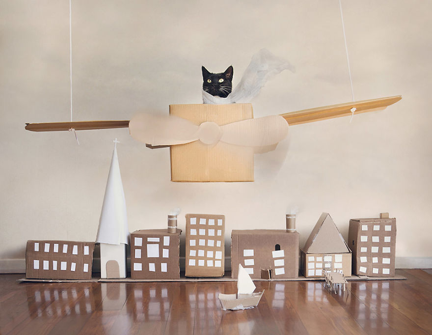 I Made A Career Out Of Annoying Cats