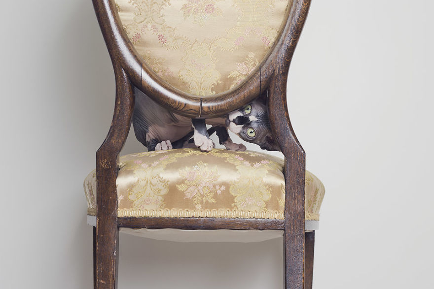 I Made A Career Out Of Annoying Cats