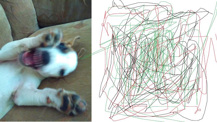 It's Impossible To Get A Still-photograph Of Banjo! Crazy South-african Jack Russel