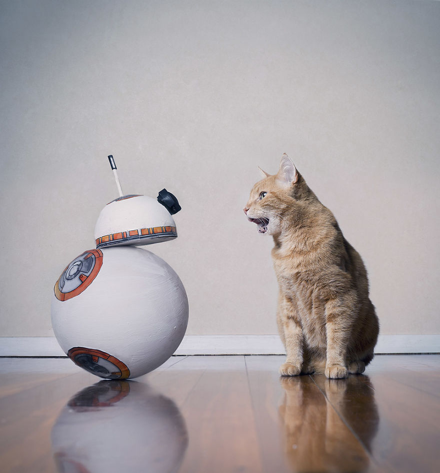 I Made A Career Out Of Annoying Cats