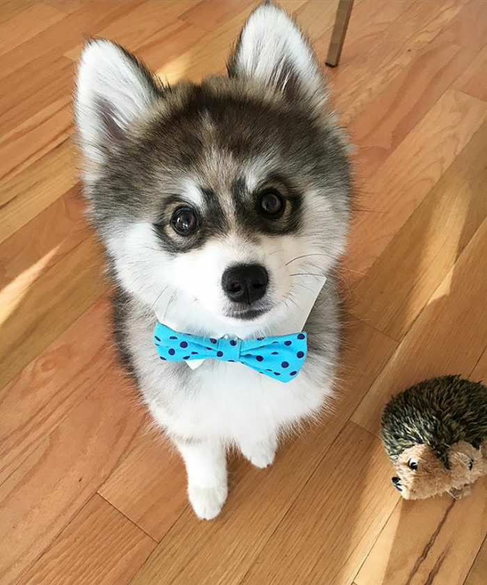 Norman The Pomsky