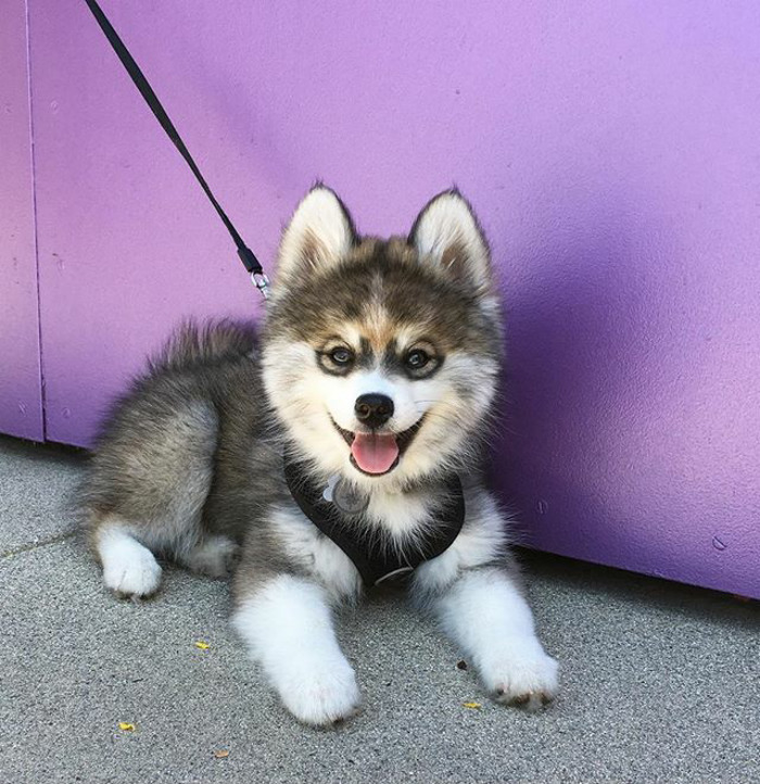 Husky-pomeranian-puppy-norman-the-pomsky