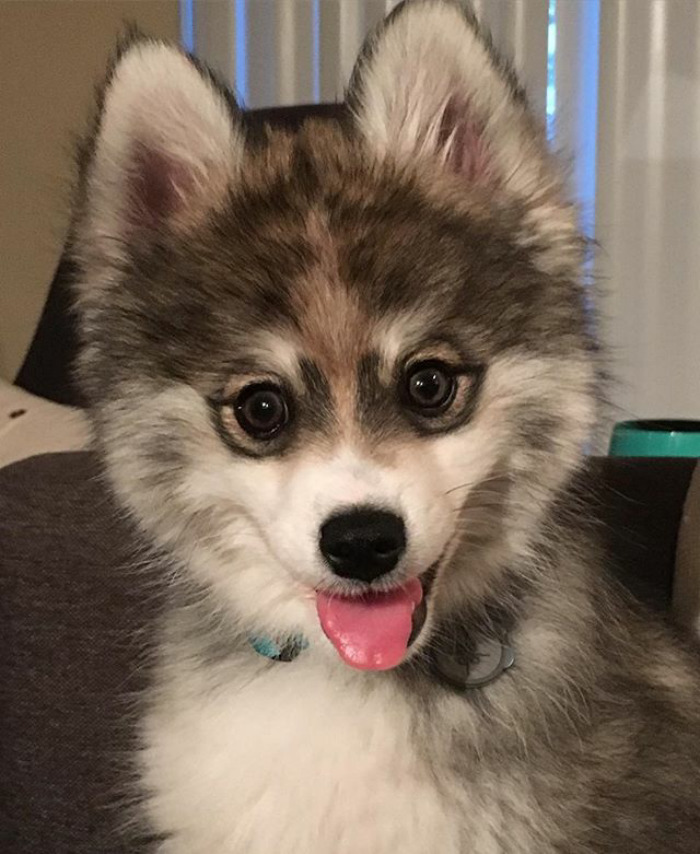 Husky-pomeranian-puppy-norman-the-pomsky