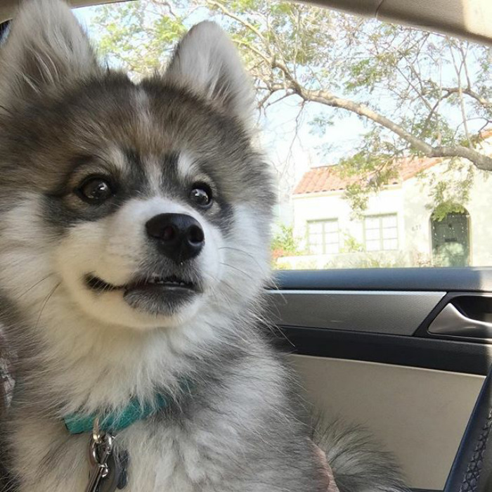 Norman The Pomsky
