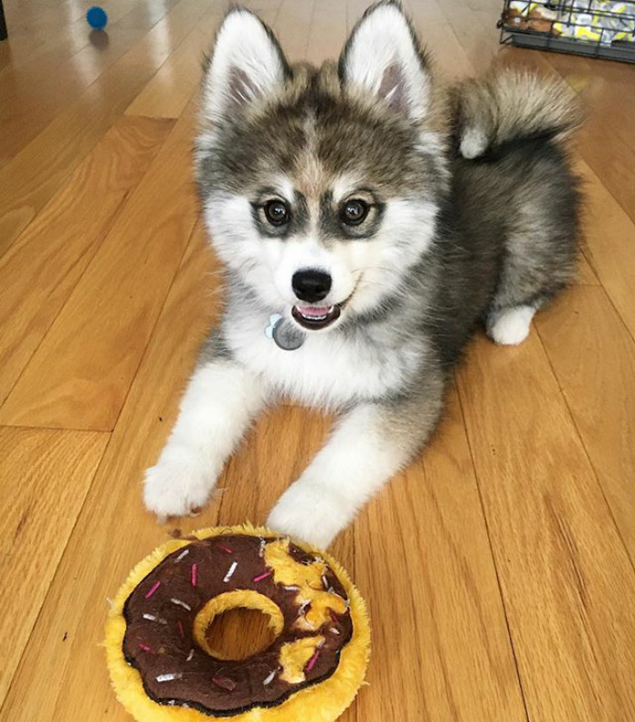 Norman The Pomsky