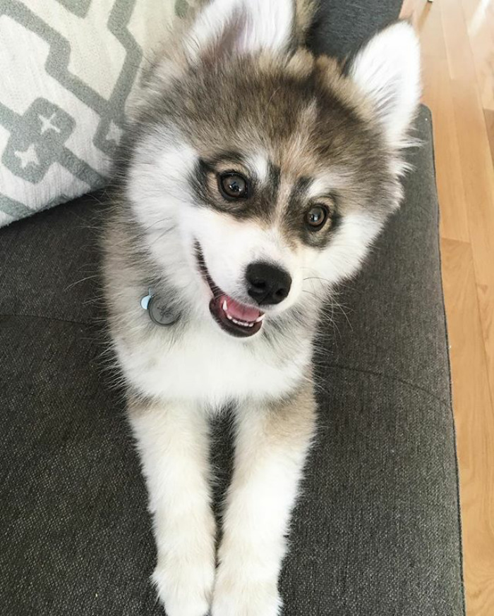 Norman The Pomsky