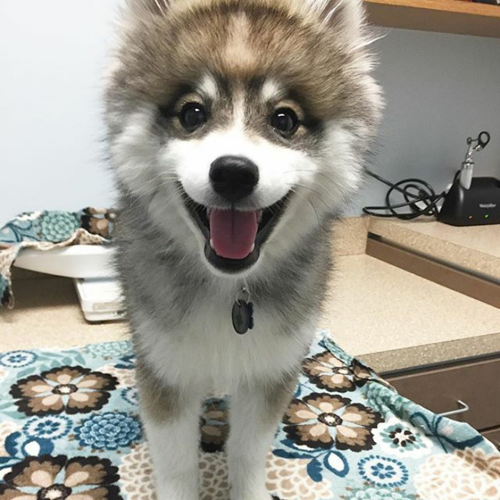 Norman The Pomsky