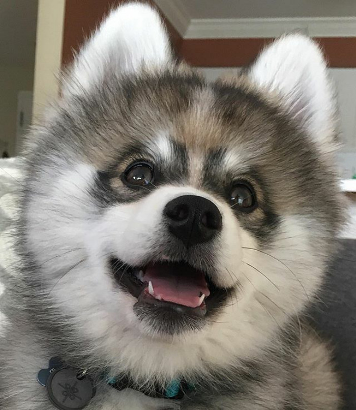 Norman The Pomsky