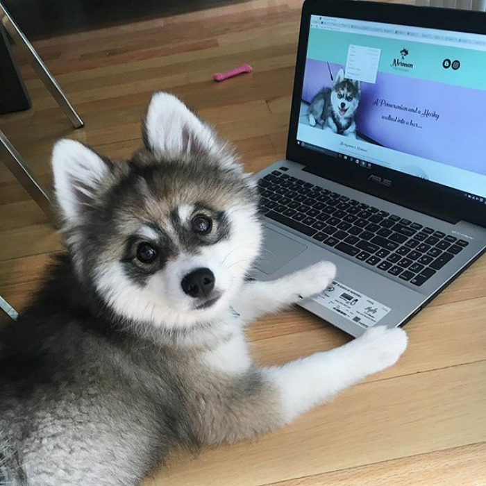 Norman The Pomsky