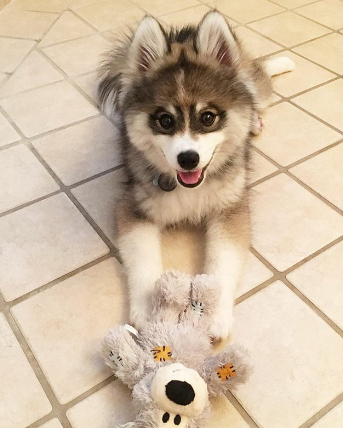 Norman The Pomsky