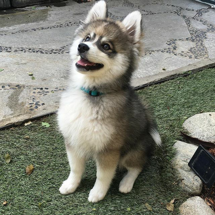 Norman The Pomsky