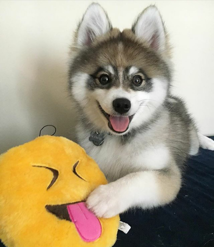 Norman The Pomsky