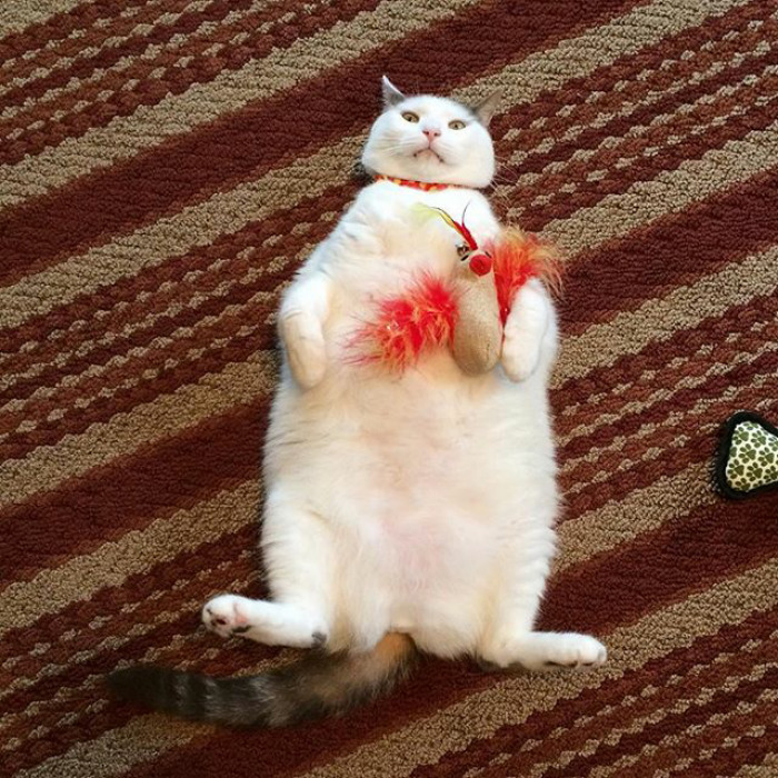 This Cat Has No Idea Why Chicks Are Going Crazy Over Him