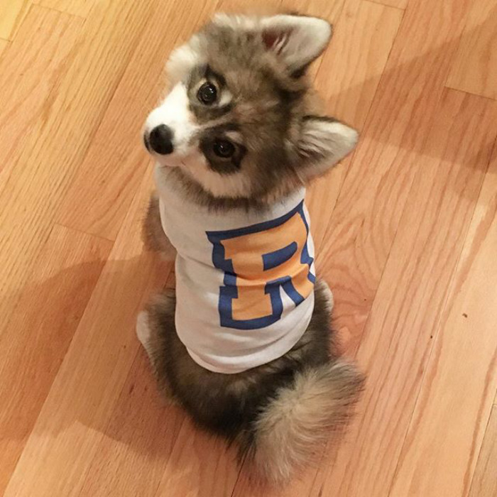 Norman The Pomsky