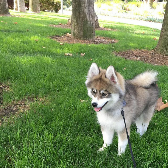 Norman The Pomsky