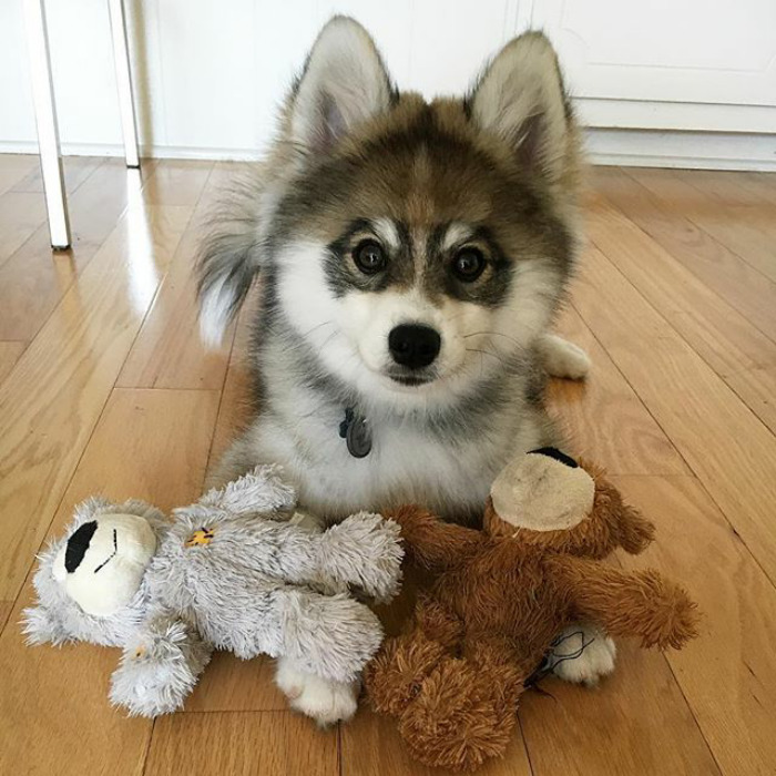 Norman The Pomsky