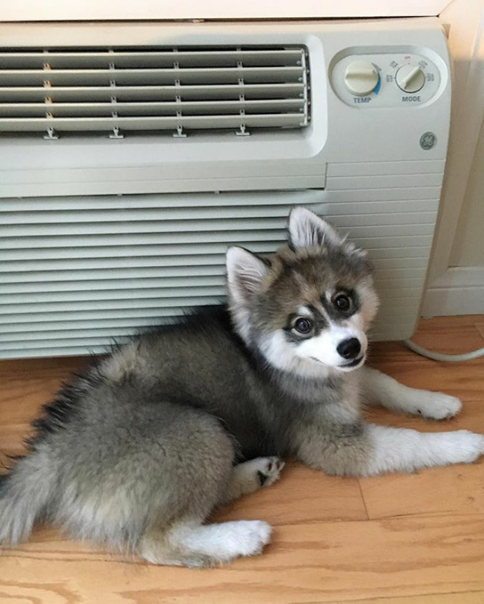 Norman The Pomsky