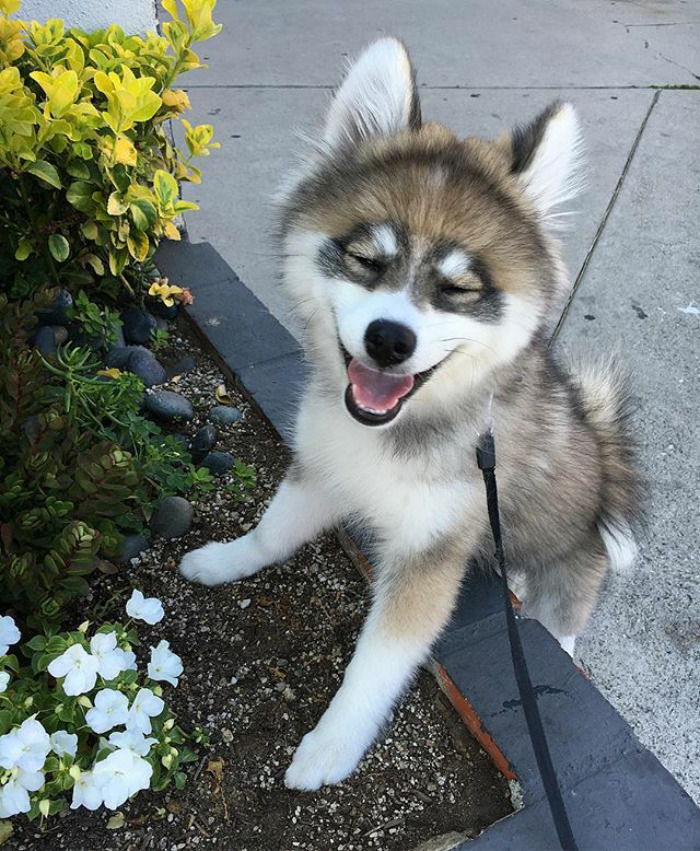 Norman The Pomsky