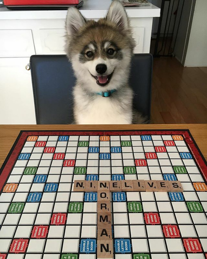 Norman The Pomsky