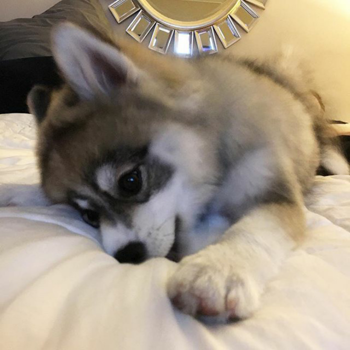 Norman The Pomsky