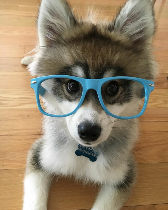 Norman The Pomsky
