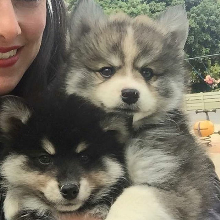 Norman The Pomsky