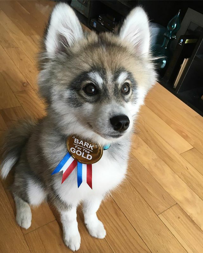 Norman The Pomsky