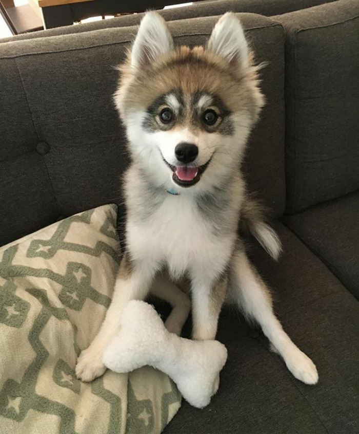 Norman The Pomsky
