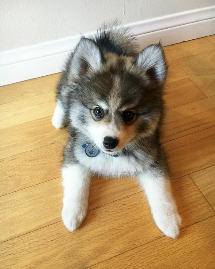 Norman The Pomsky