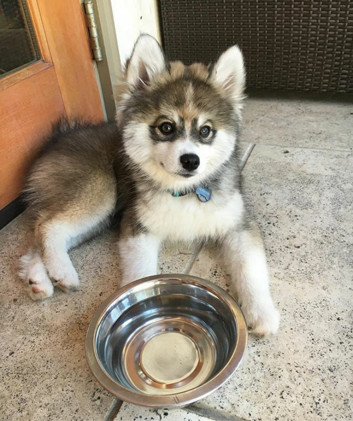 Norman The Pomsky