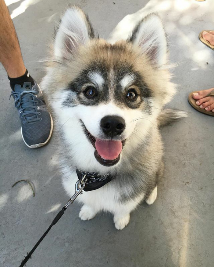 Norman The Pomsky
