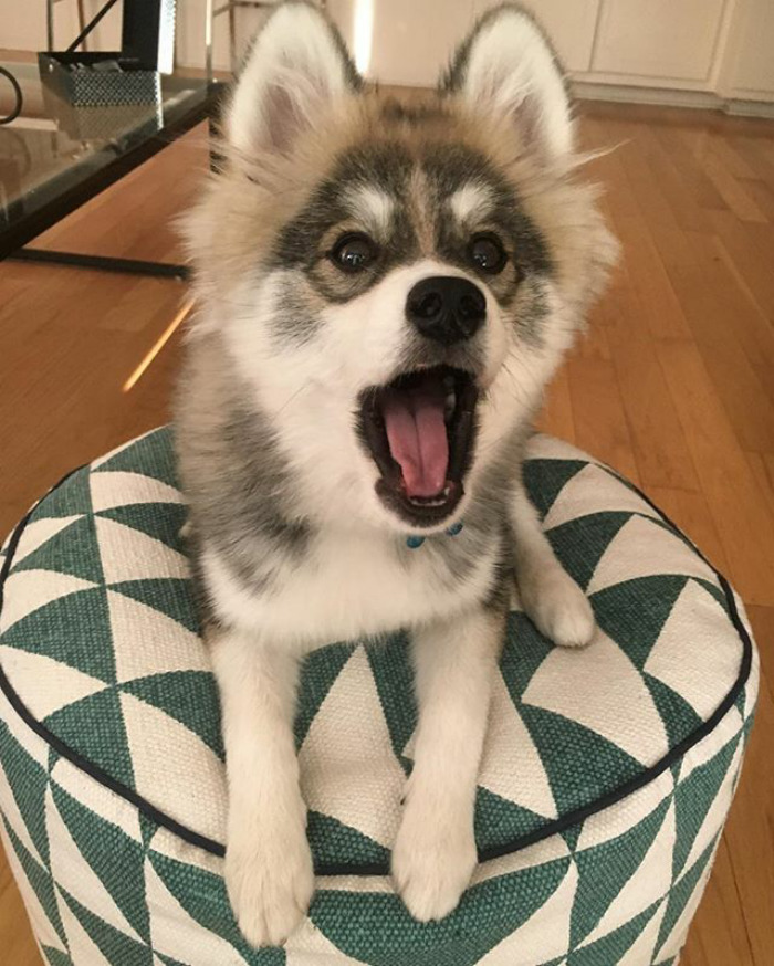 Norman The Pomsky