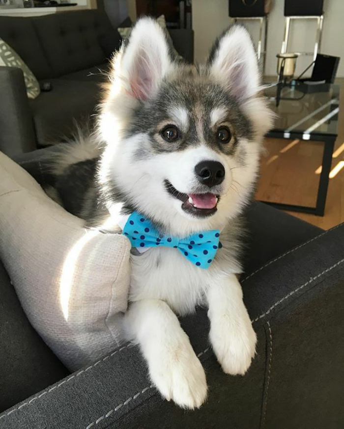 Norman The Pomsky