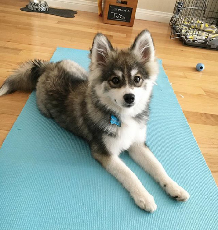 Norman The Pomsky