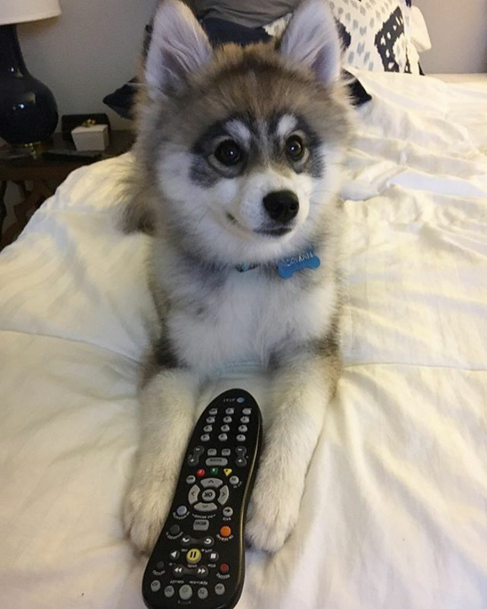 Norman The Pomsky