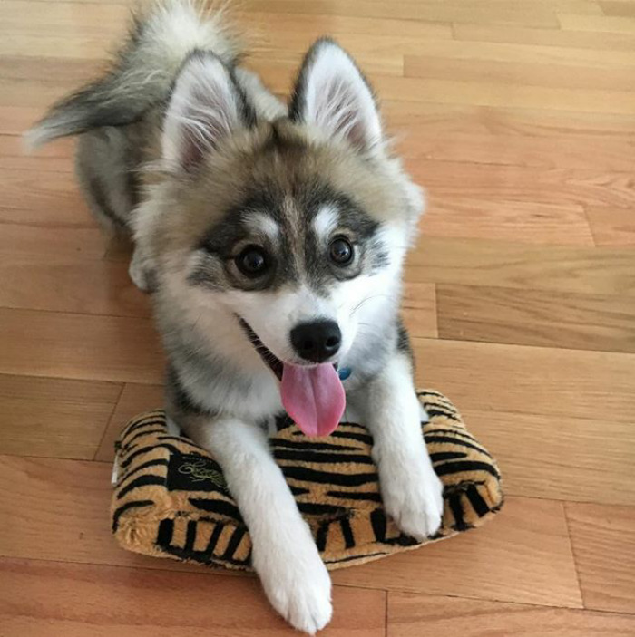 Norman The Pomsky