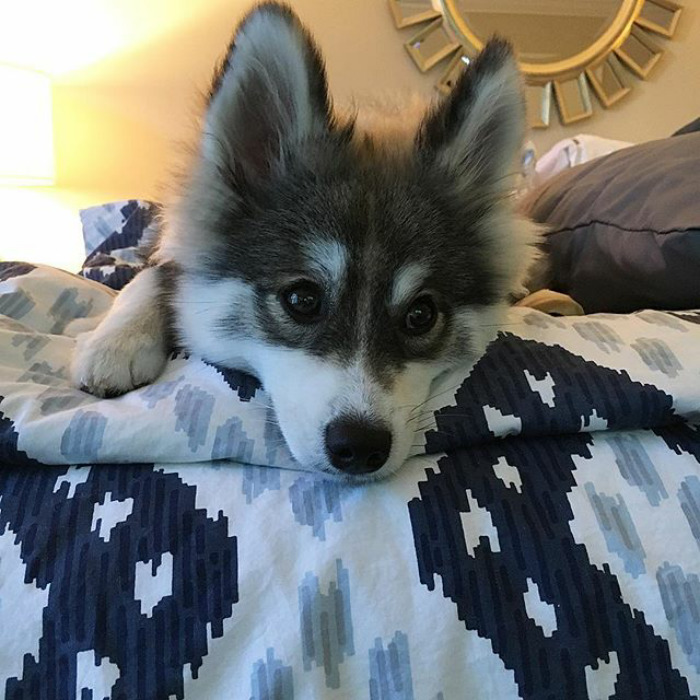 Norman The Pomsky