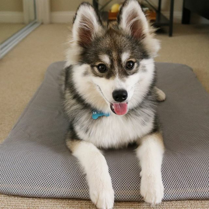 Norman The Pomsky