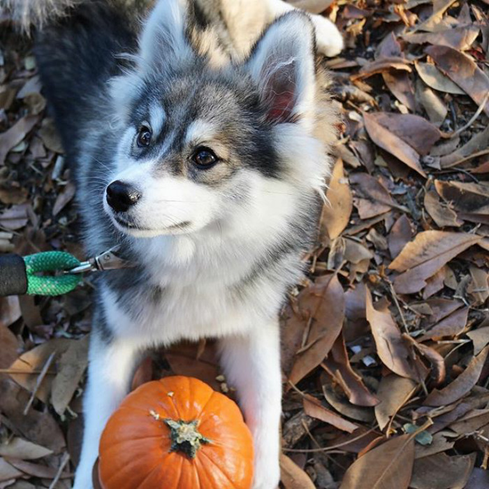 Norman The Pomsky