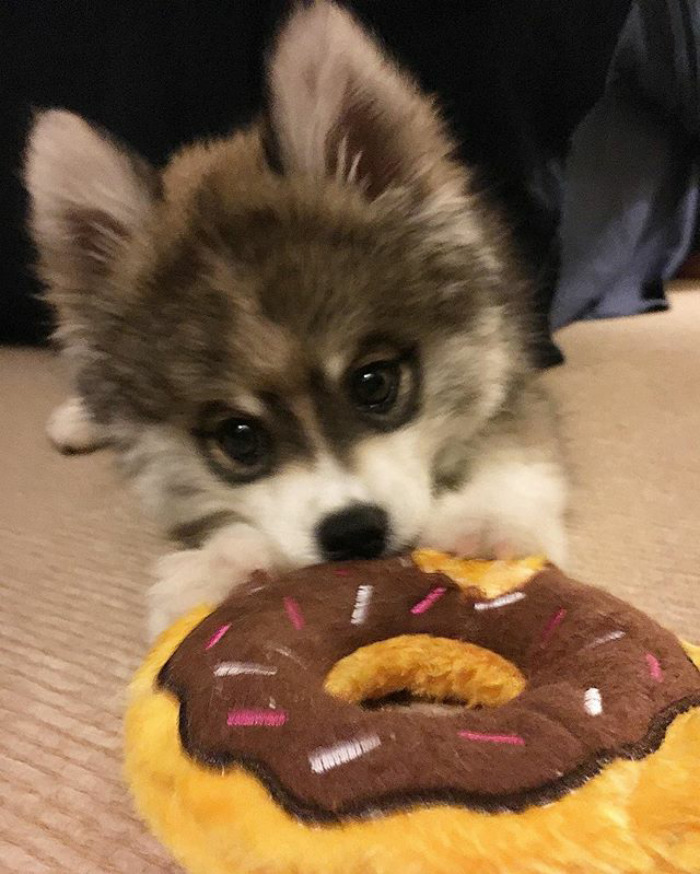Norman The Pomsky