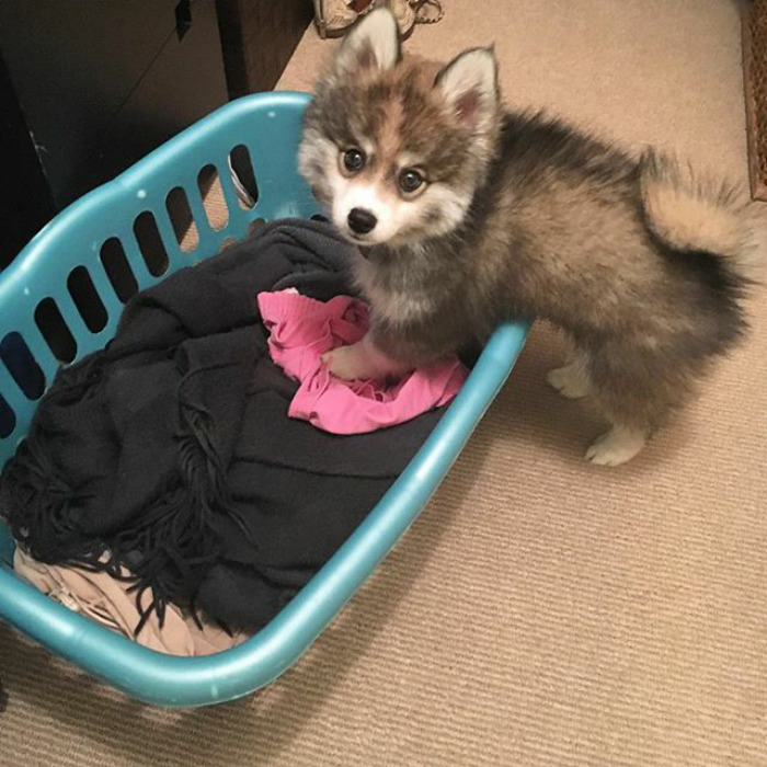 Norman The Pomsky