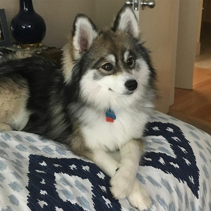 Norman The Pomsky