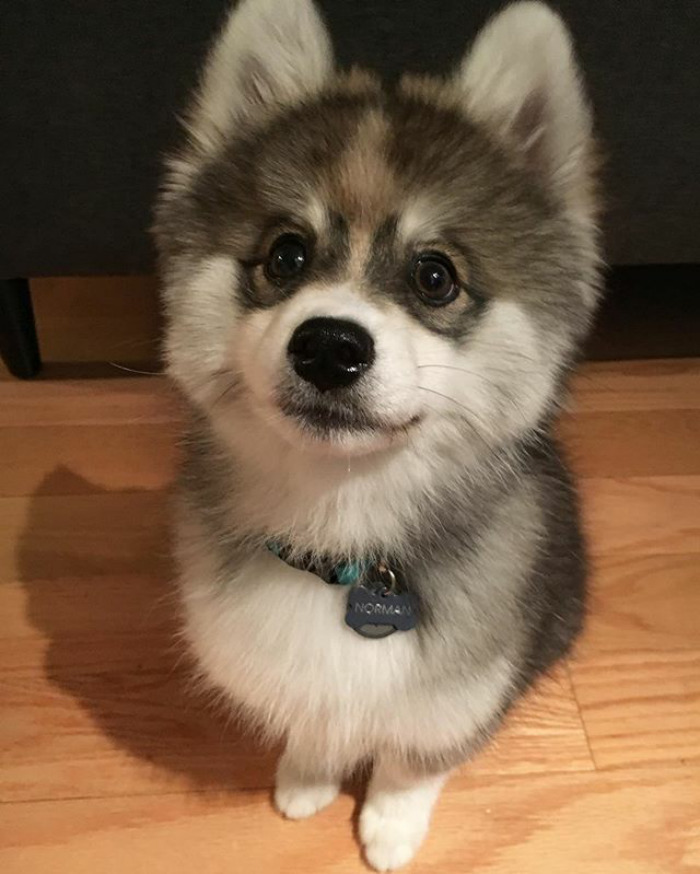 Norman The Pomsky