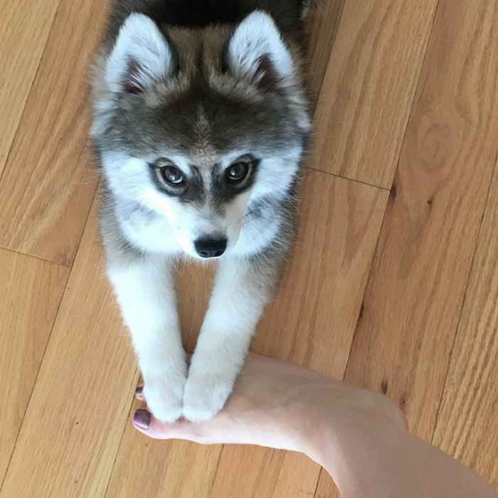 Norman The Pomsky