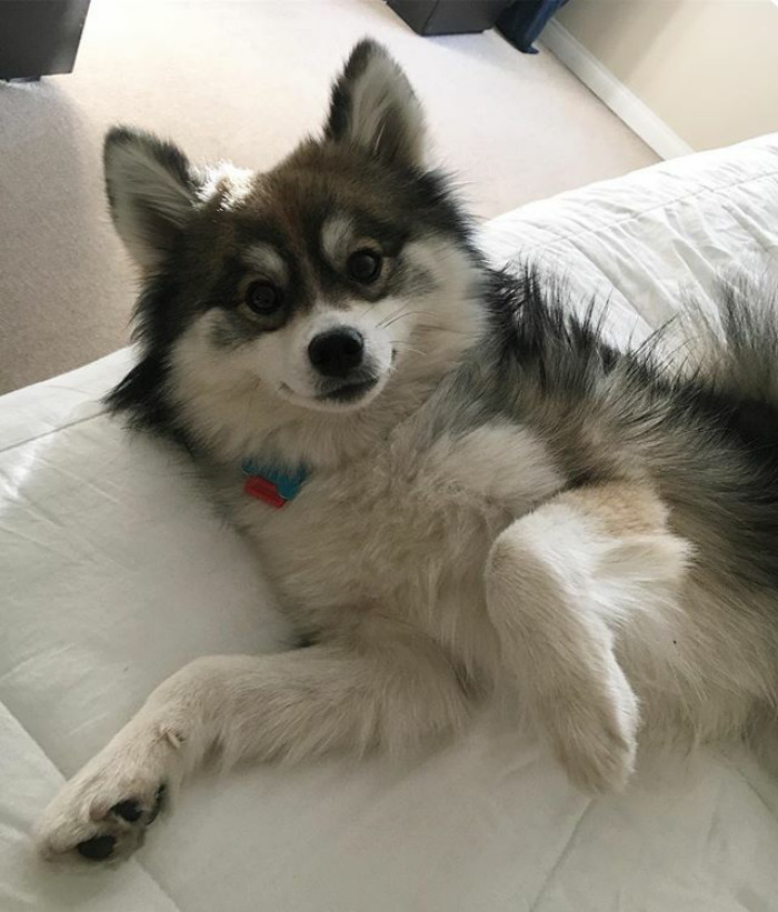 Norman The Pomsky