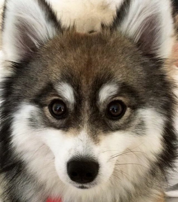 Norman The Pomsky