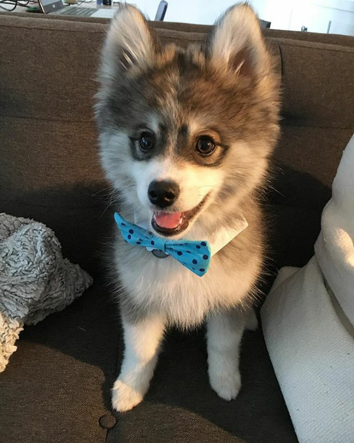 Norman The Pomsky